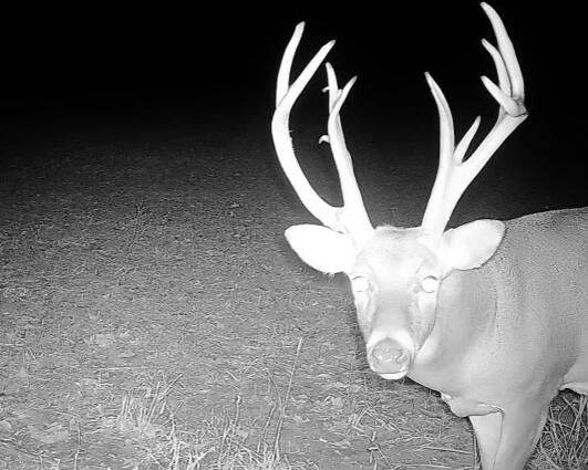 On Camera Another nighttime look at a mature buck.