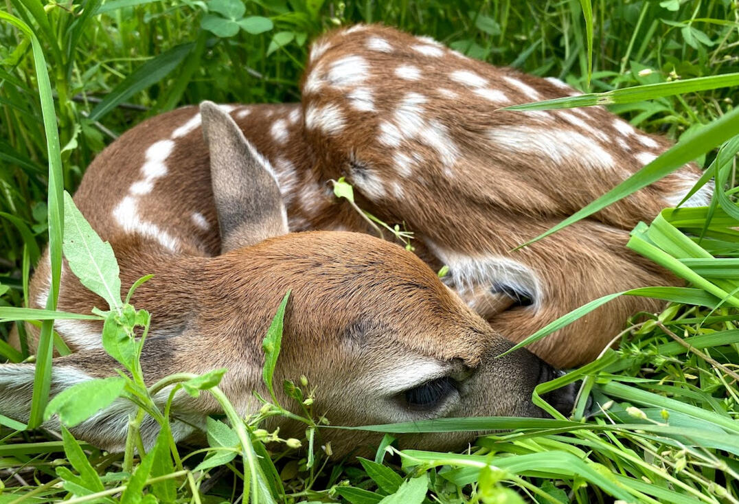The Next Generation A young whitetail resting in healthy cover.