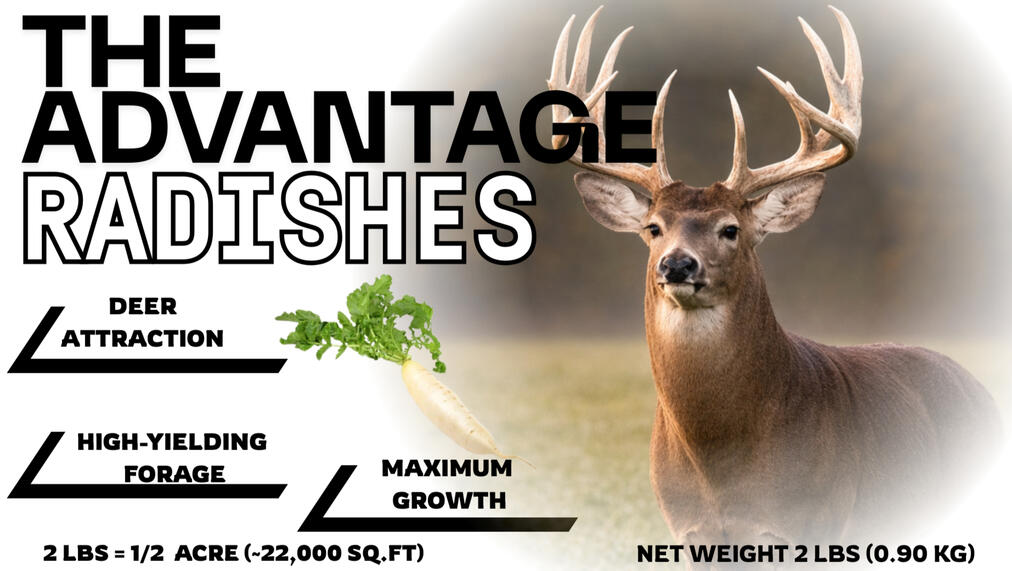 ADVANTAGE RADISHES