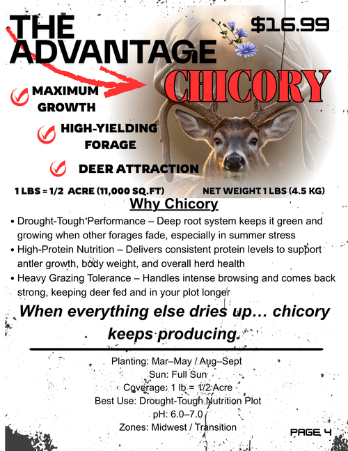 The Advantage Chicory