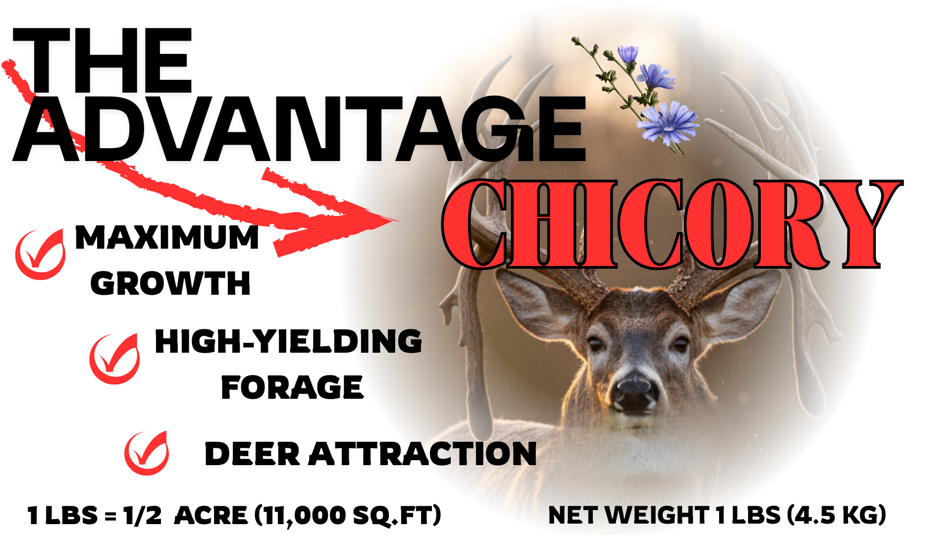 The Advantage Chicory