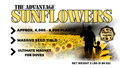 The Advantage Sunflower